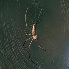 The difference is that for most parrot species, males and females cannot be distinguished just by looking at them. Nephila Pilipes Wikipedia