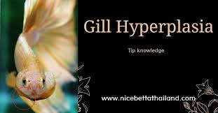 Betta Fish Gill Hyperplasia Nice Betta Thailand Co Ltd In 2020 Betta Fish Betta Fish For Sale