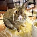 「千の風・河内」の画像検索結果