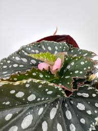 Image result for Begonia
