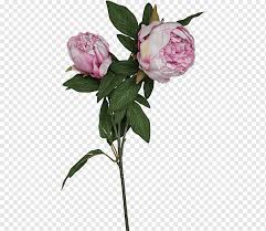 The edge of the peony petals are more like if someone took pinking shears to them. Cabbage Rose Garden Roses Cut Flowers Peony Petal Peony Branch Plant Stem Flower Png Pngwing
