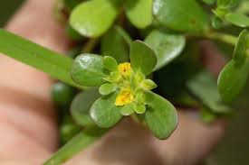 Image result for Portulacaceae