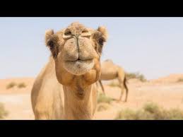 You will make peace with the people that you are resentful, especially those putting pressure. Camel Sound Youtube