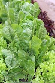 How do you pick lettuce from the garden. Romaine Lettuce And Oak Leaf Vegetable In Garden Ready For Harvest Stock Photo Picture And Royalty Free Image Image 45258000