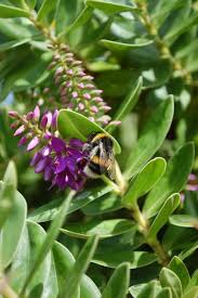 One of the best honey bee plants in the world is echium vulgare, also known as viper's bugloss, blueweed, blue thistle, blue devil, and snake flower. Mick Hanley S Lab Bumblebees Going Native
