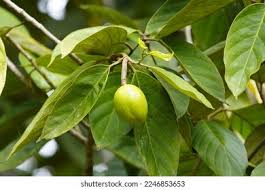 Image result for Metteniusaceae