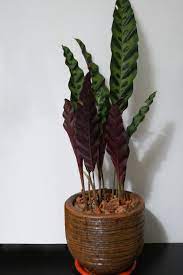 Rattlesnake Plant Care How To Grow Calathea Lancifolia Smart Garden Guide Calathea Plant Plant Care Plants