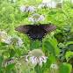 June Weekend Butterfly ID Workshop & Walk