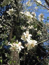 Maybe you would like to learn more about one of these? Il Mandorlo Irlandese Fiorito Di Viale Mazzini Il Blog Degli Articoli Di Antimo Palumbo