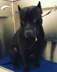 Prague Xdp Beauty Beast Mcm Clean Groomer Mood Grooming Monday Motivation Inspiration Black Pitbull Puppies Bully Breeds Dogs Pitbull Puppies