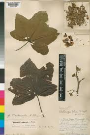 Image result for Triplochiton zambesiacus