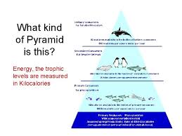 A trophic level pyramid is a graphical representation of the flow of energy in an ecosystem at each trophic level. Ecological Pyramids And The Transfer Of Energy In