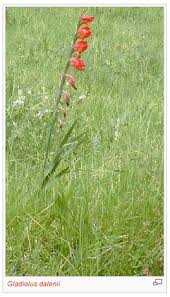 Image result for Gladiolus zimbabweensis