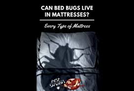 Can Bed Bugs Live In Mattresses Every Type Of Mattress Pest Samurai