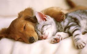 Check out our puppy and kitten selection for the very best in unique or custom, handmade pieces from our shops. Kitten And Puppy Wallpapers Group 69