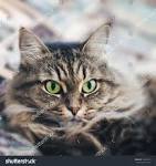 20 White Cat Breeds - Blue Eyes, Green Eyes- A Complete List!