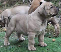 Boerboel Puppies For Sale Dallas Tx Bull Mastiff Puppies Puppies For Sale Puppies