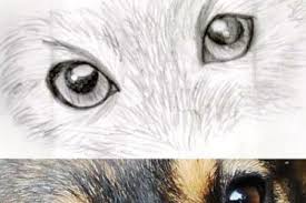 Now that we are done drawing a sitting, sleeping, and a standing dog, we will learn step by step drawing of a puppy. How To Draw Paw Prints In 6 Steps Drawing Dog