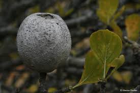 Image result for Garcinia volkensii