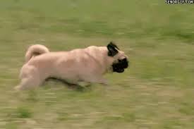 Over 44 fat dog posts sorted by time, relevancy, and popularity. Fat Pug Running Page 1 Line 17qq Com
