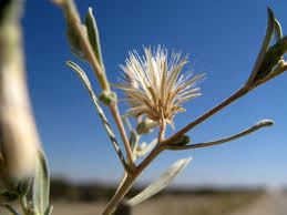 Image result for Pechuel-Loeschea leubnitziae