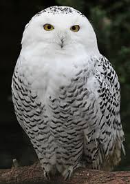 Snowy Owl Wikipedia