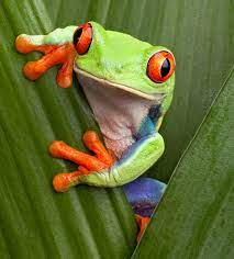 That's why we've done some extensive research to come up with some seriously cool frog facts for kids. Red Eyed Tree Frog