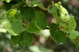 Image result for Ficus tettensis
