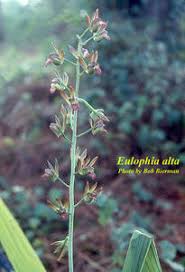 Image result for Eulophia alta