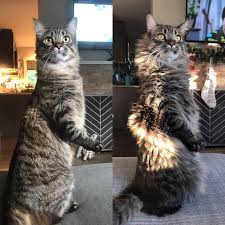 When my friends ask me for recommendations, i always specify cats that don't shed. Summer Body Vs Winter Body Cats
