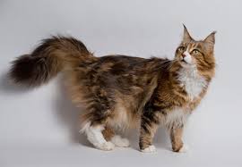 They are built to survive cold. Maine Coon Cat Breed Your Cat