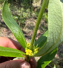 Image result for Fadogia tomentosa