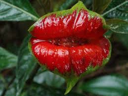Amazon Rainforest Plants And Flowers Car Tuning Bpznqck Garden And Nursery Rainforest Plants Amazon Rainforest Plants Rainforest Flowers