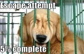 Try not to laugh challenge animals impossible clean similar to tiger production of funny pets and animals like puppies, funny. Pin On Charity