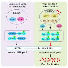 The service should be free. Conserved Herpesvirus Protein Kinases Target Samhd1 To Facilitate Virus Replication Sciencedirect