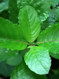 Image result for Petiveria