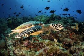 Jenis jenis ikan laut di perairan malaysia perlis merupakan negeri paling utara di malaysia dan perlis tidak mempunyai pantai yang diwartakan pantai di negeri perlis tidak ada nama ada namanya namanya ialah pantai miskin kebanyakan penduduknya ialah nelayan kedah pantai ini. Sambangi Bunaken Salah Satu Taman Laut Terindah Di Dunia