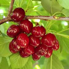 I harvested the glowfruit of what i knew was a cherry tree in willow creek and it turned back to a cherry tree. Sweet Cherry Tree Collection Cherry Trees Stark Bro S