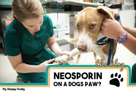 Can You Put Neosporin On A Dogs Paw My Happy Husky