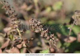 Image result for Ocimum gratissimum
