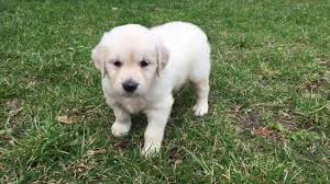 Labrador dog price in sri lanka. Golden Retriever For Sale In Sri Lanka Petfinder
