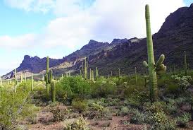 Raising a saguaro cactus is extremely easy, as they require only infrequent supplemental watering after planting. A Saguaro Primer Feature Tucson Weekly