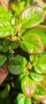Image result for Alternanthera caracasana