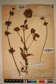 Image result for Lippia abyssinica