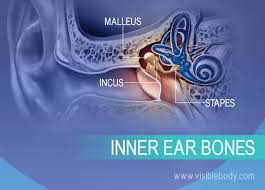 It can result in symptoms that affect a person's balance and hearing. Inner Ear Bones The Incus Malleus And Stapes Axial Skeleton Skeleton Anatomy Head And Neck Anatomy