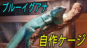 Ария — алия アラ ара — алла アルスー арусу: ãƒ–ãƒ«ãƒ¼ã‚¤ã‚°ã‚¢ãƒŠã®é£¼è‚²ç'°å¢ƒ 180 90 60ã‚±ãƒ¼ã‚¸ã®3æ®µç›® Youtube