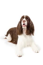 Black And White Working English Springer Spaniel English Springer Spaniel Dog Breed Information Spaniel Dog Cocker Spaniel Dog English Springer Spaniel