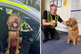Dorset Police launches wellbeing dogs initiative