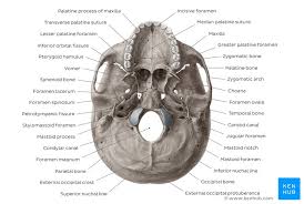 The frontal (top of head), parietal (back of head), premaxillary and nasal (top beak), and. Inferior View Of The Base Of The Skull Anatomy Kenhub