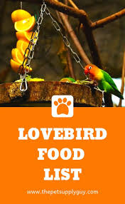 Bird Doesn T Care About Being Eaten What Lovebirds Eat And Drink Complete Guide The Pet Supply Guy Love Birds Bird Care Love Birds Pet